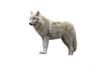 Wolf PNG-23186